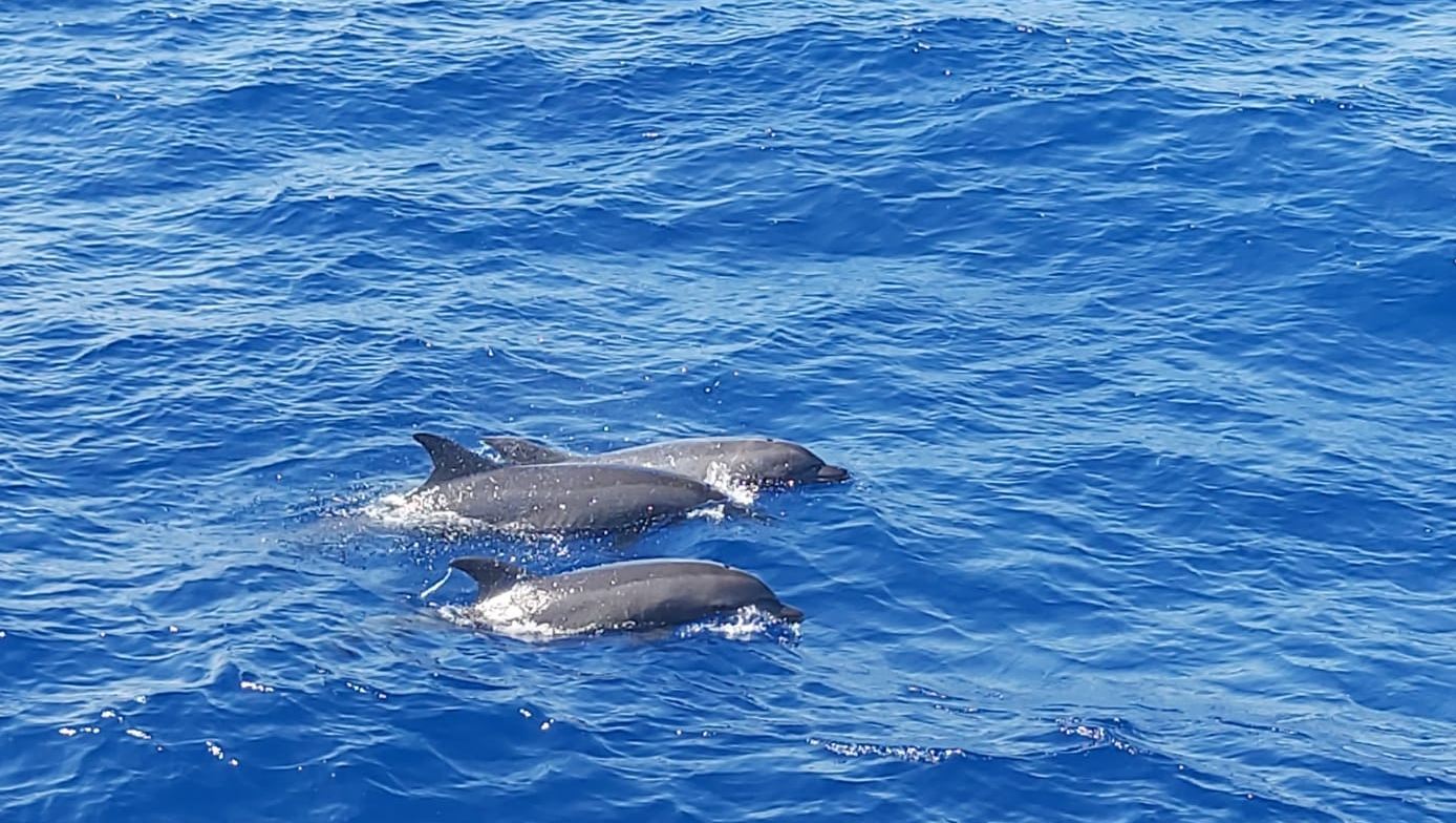 Delfine schwimmen neben dem Tauchboot
