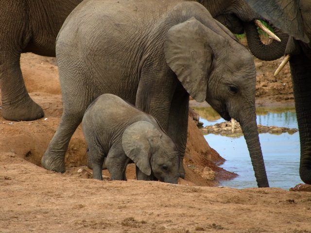elefant mit baby 640